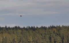 White-tailed Eagle - Haliaeetus albicilla - and sea-gull (2045c)