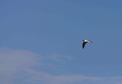 Little Gull - Larus minutus (2058c)