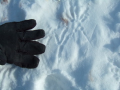 ...was surrounded by eagle claw prints