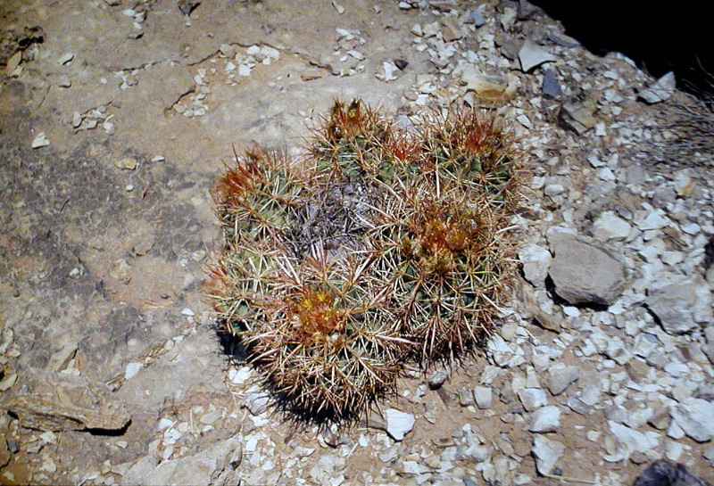 028_Cactus_SilverGrotto