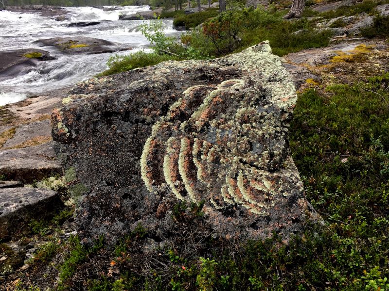 Lichen_on_rock_Trollforsen_juli23_RMcG_IMG_7695cw