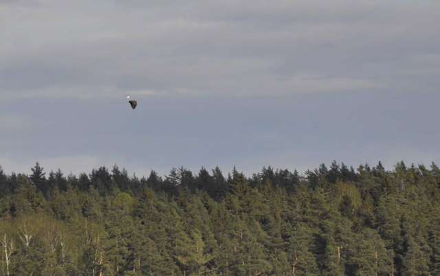 White-tailed Eagle - Haliaeetus albicilla - and sea-gull (2045c)