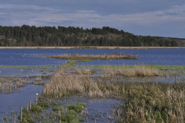 Hj&auml;lstaviken in evening light (2064)