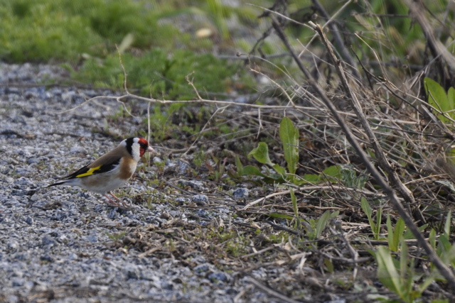 Goldfinch - Carduelis carduelis (2049c)