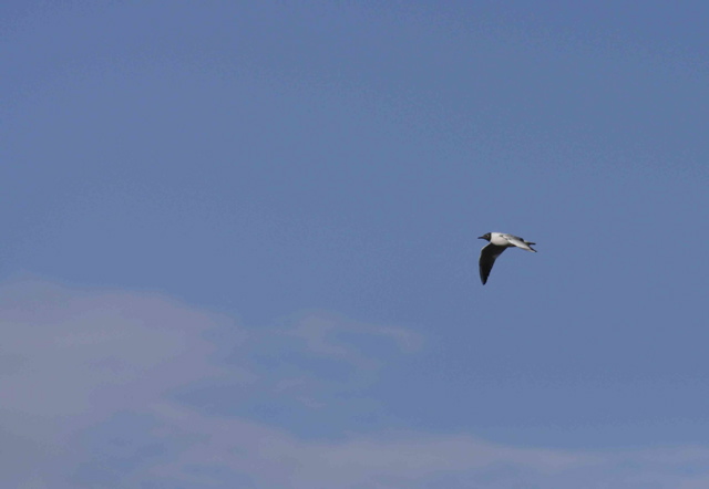Little Gull - Larus minutus (2058c)