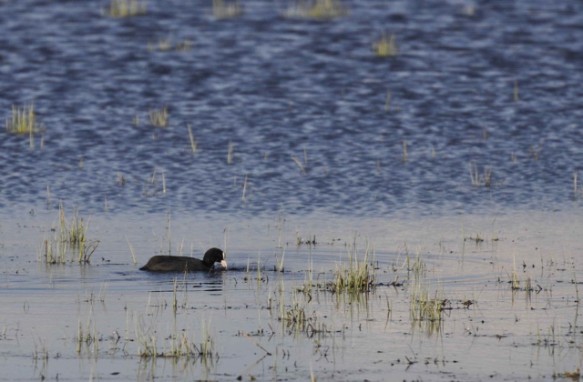 Coot - Fulica atra (2062c)