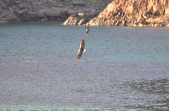 A sea eagle mobbed by a hooded crow