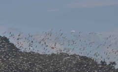 Godwits_in_flight_Mangere_jan09_1244c