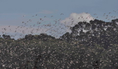 Godwits_in_flight_Mangere_jan09_1245c