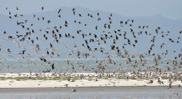 PiedStilts_Godwits_Miranda_dec10_RMcG_DSC9858c