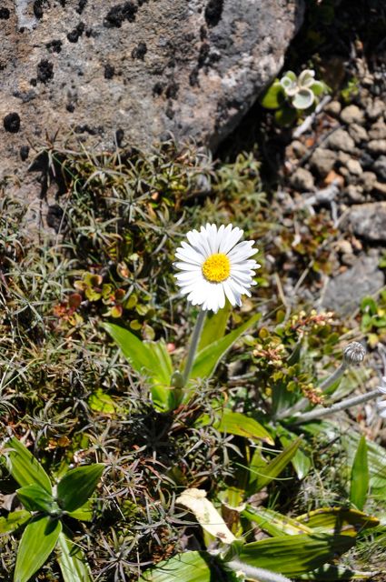 Celmesia_Whakapapa_jan11_RMcG_0287r