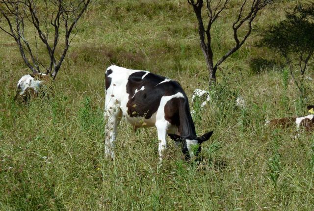 Calf_Miranda_dec10_RMcG_10943c