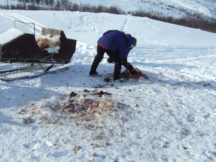 A reindeer carcase...