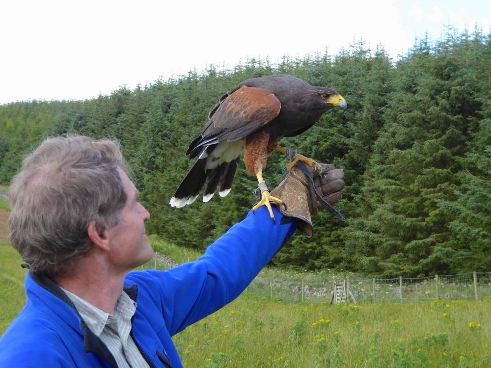 Rick_HarrisHawk_Huntly_150725_UH_P1010172w