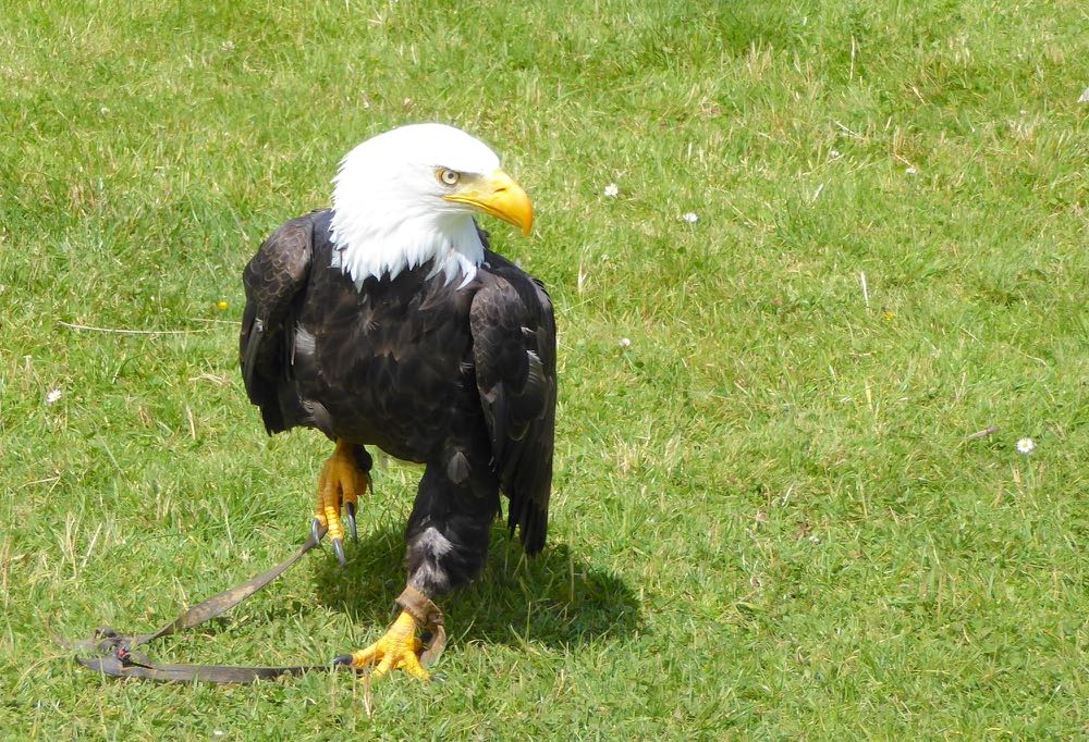 BaldEagle_Huntly_150725_RMcG_P1010161cw
