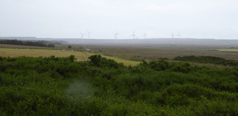 Gorse_and_windmills_Caithness_150801_RMcG_P1010393cw