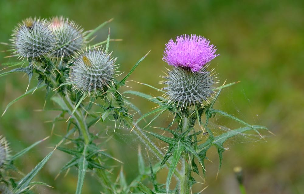 Scotch_thistle_150808_RMcG_RGD1269c