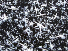 Ice_art_Sautusjarvi_081030_0329