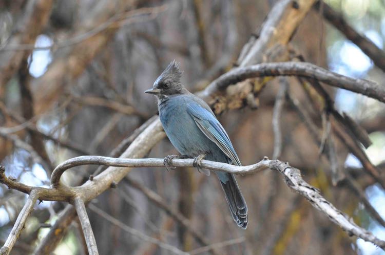 StellersJay_Camp4_Yosemite_sept09_RMcG_5329