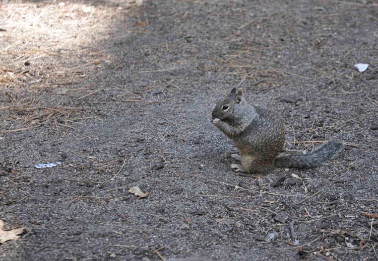 GroundSquirrel_Yosemite_oct09_RMcG_5776c